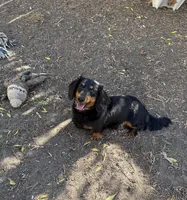 Darla , a female Miniature Dachshund for sale in Palmdale, CA – 7 of 7