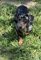 Darla , a female Miniature Dachshund for sale in Palmdale, CA – 3 of 7