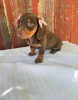 Darla , a female Miniature Dachshund for sale in Palmdale, CA – 5 of 7