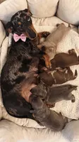 Benji , a male Miniature Dachshund for sale in Palmdale, CA – 5 of 10