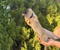 Lady, a female Miniature Dachshund for sale in Palmdale, CA – 2 of 3