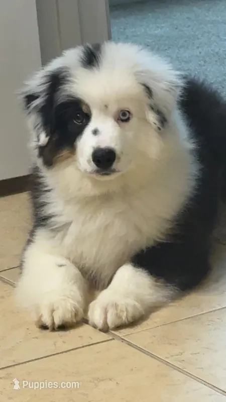 Beau  – Miniature American Shepherd puppy for sale in Candler, NC