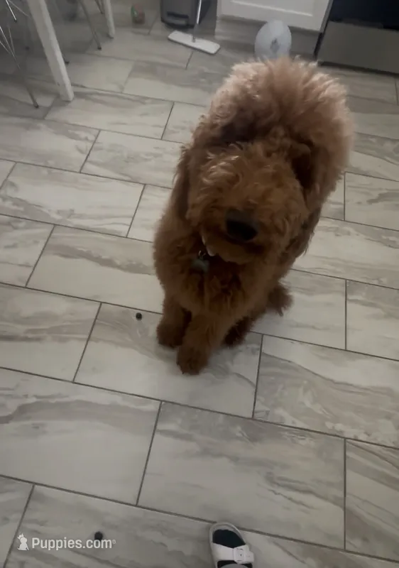 Coco – Goldendoodle puppy for sale in Dallas, TX