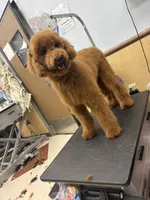 Coco, a male Goldendoodle for sale in Dallas, TX – 6 of 7
