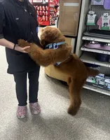 Coco, a male Goldendoodle for sale in Dallas, TX – 4 of 7