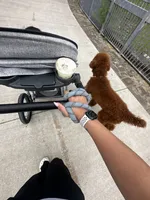 Coco, a male Goldendoodle for sale in Dallas, TX – 3 of 7