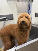 Coco, a male Goldendoodle for sale in Dallas, TX – 5 of 7
