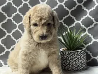 Simba, a male Bernedoodle for sale in Upper Marlboro, MD – 4 of 5