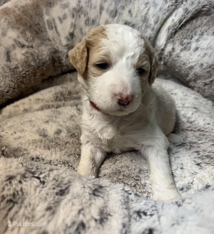 Winter – Bernedoodle puppy for sale in Upper Marlboro, MD