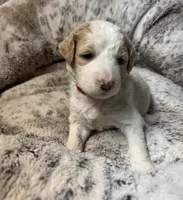 Winter, a female Bernedoodle for sale in Upper Marlboro, MD – Photo 1 of 3