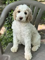 Winter, a female Bernedoodle for sale in Upper Marlboro, MD – 2 of 9