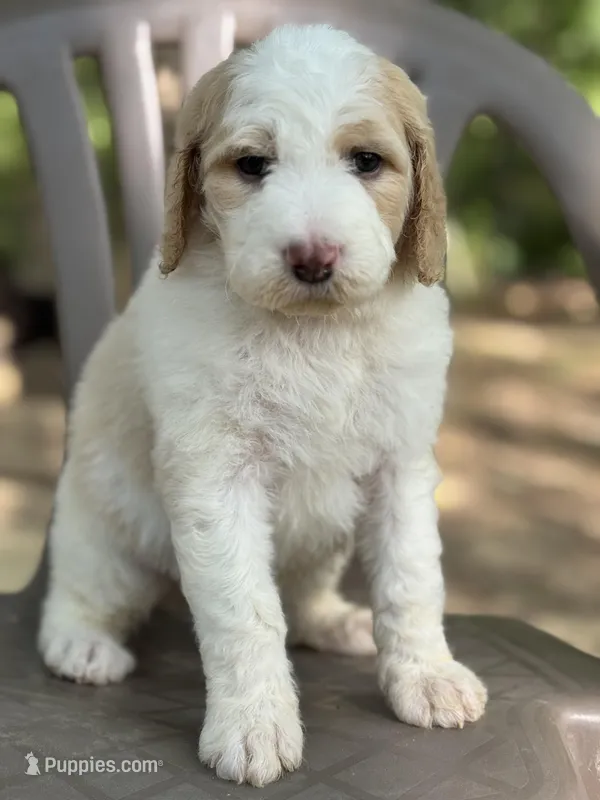 Winter – Bernedoodle puppy for sale in Upper Marlboro, MD
