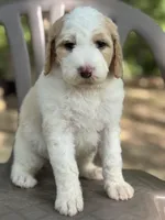 Winter, a female Bernedoodle for sale in Upper Marlboro, MD – 4 of 9