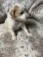 Winter, a female Bernedoodle for sale in Upper Marlboro, MD – Photo 2 of 3