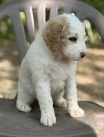 Winter, a female Bernedoodle for sale in Upper Marlboro, MD – 5 of 9