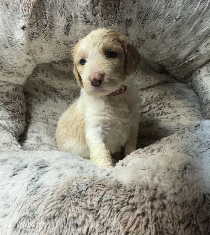 Winter – Bernedoodle puppy for sale in Upper Marlboro, MD