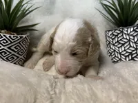 Winter, a female Bernedoodle for sale in Upper Marlboro, MD – Photo 3 of 3