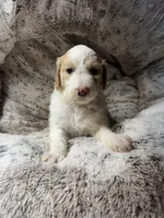 Winter, a female Bernedoodle for sale in Upper Marlboro, MD – 8 of 9