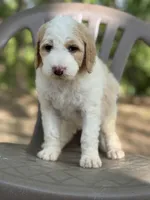 Winter, a female Bernedoodle for sale in Upper Marlboro, MD – 6 of 9