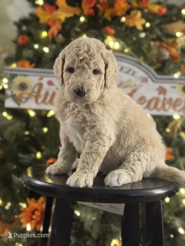 Simba – Bernedoodle puppy for sale in Upper Marlboro, MD