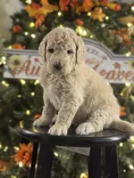 Simba, a male Bernedoodle for sale in Upper Marlboro, MD – 1 of 5