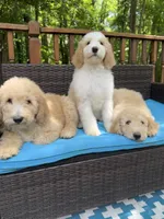 Winter, a female Bernedoodle for sale in Upper Marlboro, MD – 10 of 10