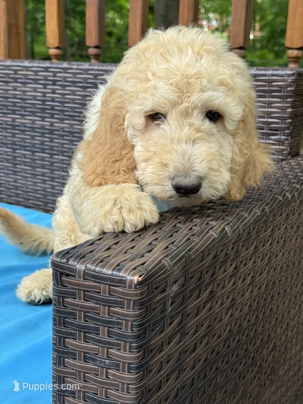 Daisy – Bernedoodle puppy for sale in Upper Marlboro, MD