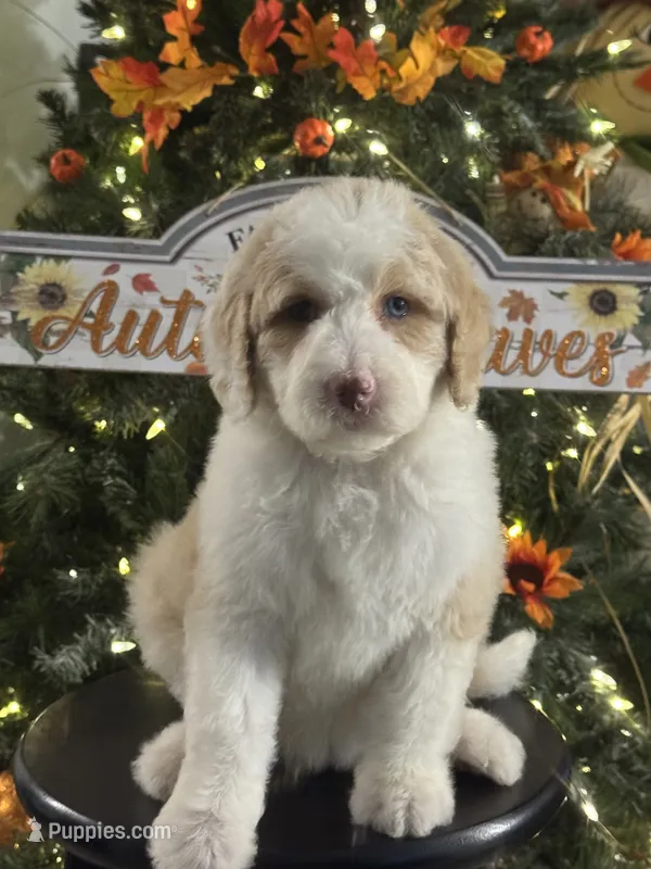 Hazel – Bernedoodle puppy for sale in Upper Marlboro, MD