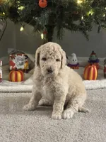 Simba, a male Bernedoodle for sale in Upper Marlboro, MD – 3 of 5