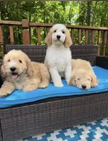 Bella , a female Bernedoodle for sale in Upper Marlboro, MD – 5 of 10