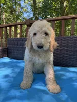 Daisy, a female Bernedoodle for sale in Upper Marlboro, MD – 3 of 9