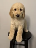 Daisy, a female Bernedoodle for sale in Upper Marlboro, MD – 2 of 9