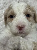 Hazel, a female Bernedoodle for sale in Upper Marlboro, MD – 6 of 6