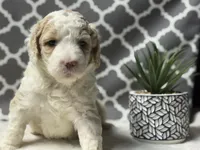 Hazel, a female Bernedoodle for sale in Upper Marlboro, MD – 2 of 6