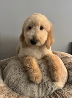 Daisy, a female Bernedoodle for sale in Upper Marlboro, MD – 5 of 10