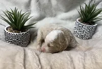 Snow, a male Bernedoodle for sale in Upper Marlboro, MD – Photo 2 of 3