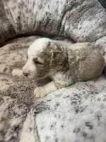 Snow, a male Bernedoodle for sale in Upper Marlboro, MD – Photo 3 of 3