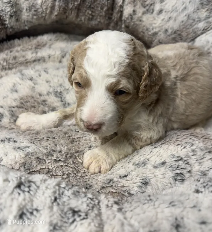 Snow – Bernedoodle puppy for sale in Upper Marlboro, MD