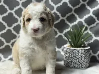 Hazel, a female Bernedoodle for sale in Upper Marlboro, MD – 4 of 6