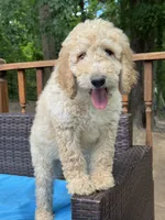 Daisy, a female Bernedoodle for sale in Upper Marlboro, MD – 2 of 9