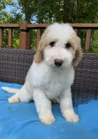 Winter, a female Bernedoodle for sale in Upper Marlboro, MD – 3 of 10