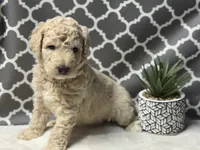 Simba, a male Bernedoodle for sale in Upper Marlboro, MD – 5 of 5