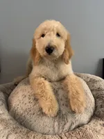 Daisy, a female Bernedoodle for sale in Upper Marlboro, MD – 6 of 10