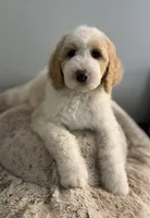 Winter, a female Bernedoodle for sale in Upper Marlboro, MD – 3 of 9