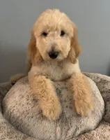 Daisy, a female Bernedoodle for sale in Upper Marlboro, MD – 3 of 10