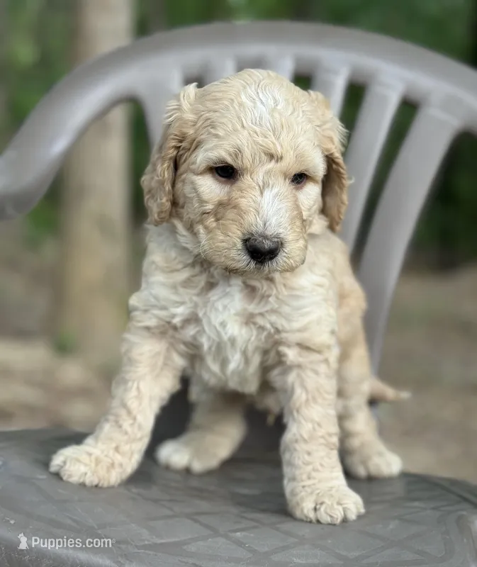 Arrow  – Bernedoodle puppy for sale in Upper Marlboro, MD