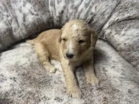 Arrow , a male Bernedoodle for sale in Upper Marlboro, MD – Photo 2 of 2