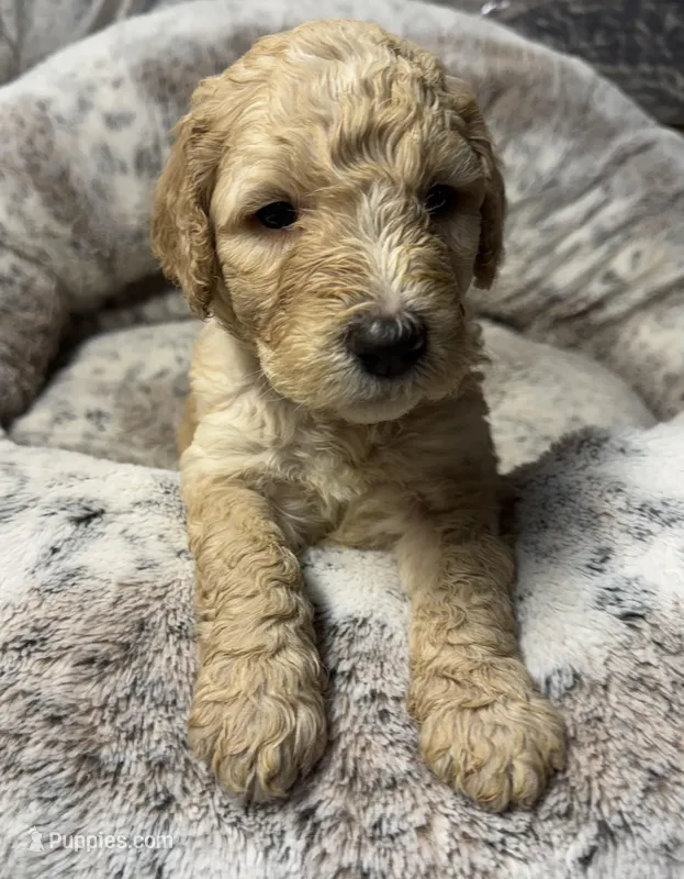 Arrow  – Bernedoodle puppy for sale in Upper Marlboro, MD