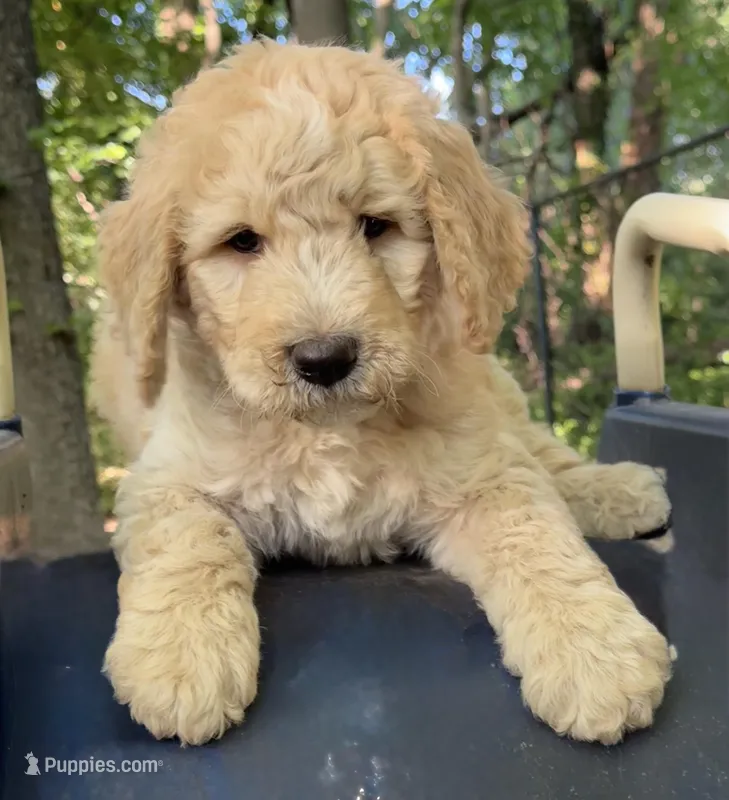 Arrow  – Bernedoodle puppy for sale in Upper Marlboro, MD