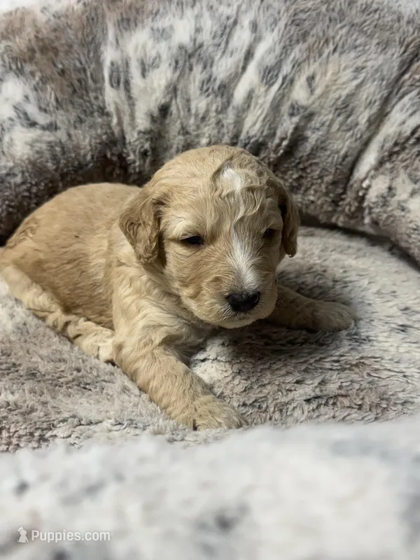 Arrow  – Bernedoodle puppy for sale in Upper Marlboro, MD